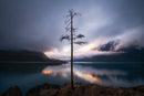 The Lone Tree-1