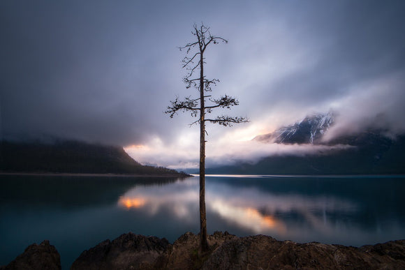 The Lone Tree