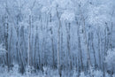 Veil of Frost-1