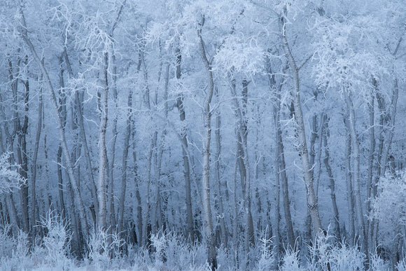 Veil of Frost