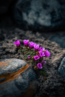 Life-1