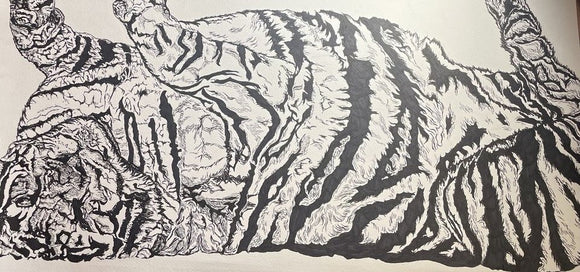 Laying Tiger