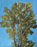 Rooted-1
