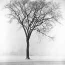 Commons Tree-1