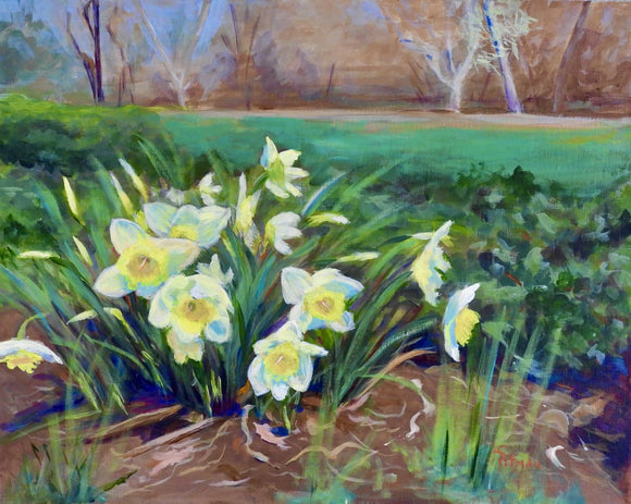 Daffodils in Arlington