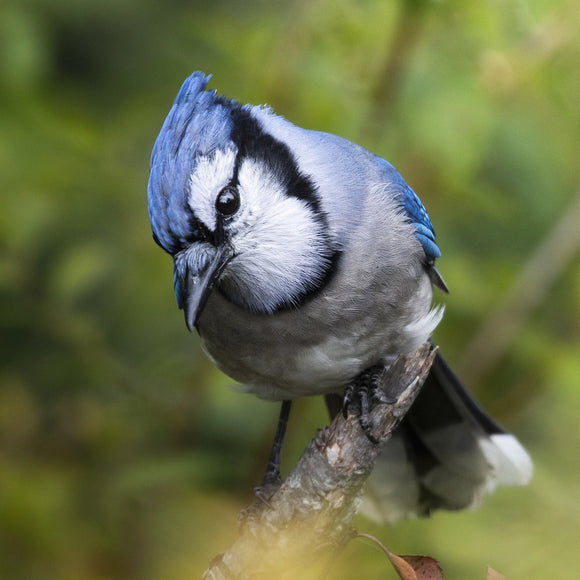 Blue Jay