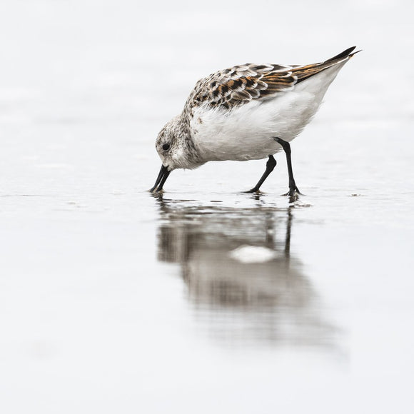 Sanderling