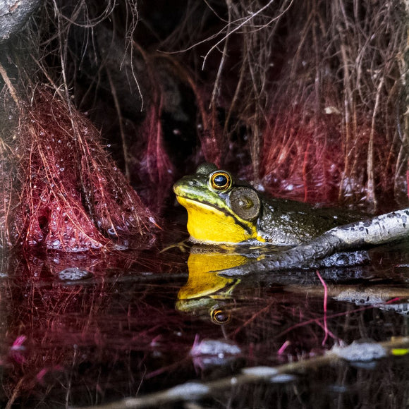 Green Frog
