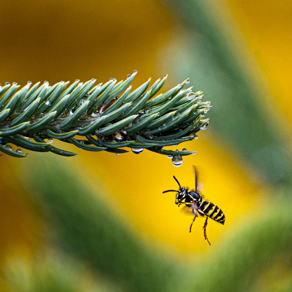 Yellowjacket