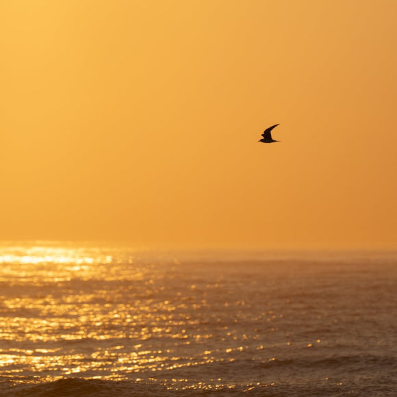 Common Tern