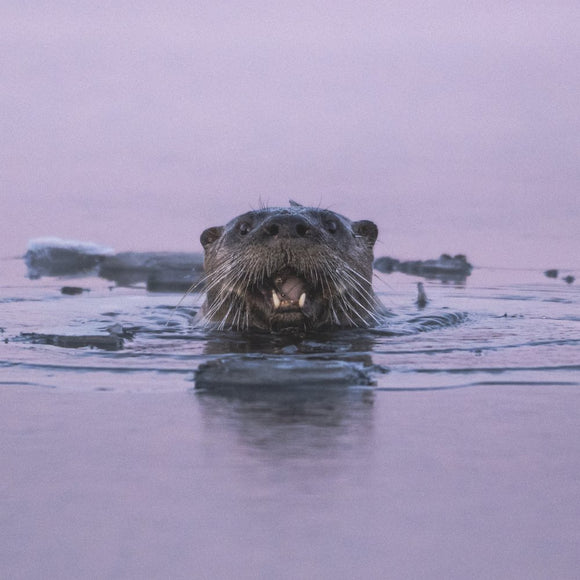 North American River Otter