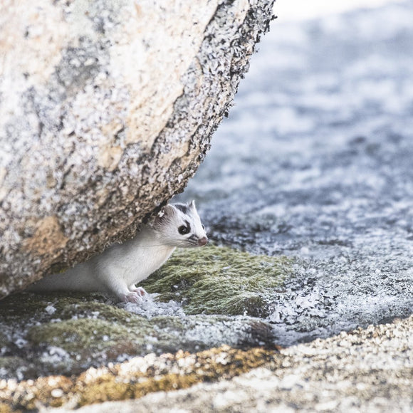 Short-tailed Weasel
