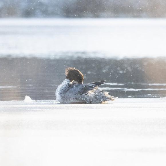 Common Merganser
