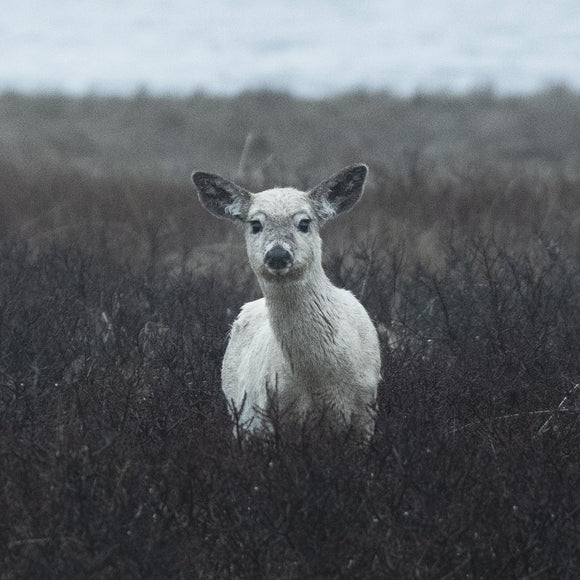 White-tailed Deer