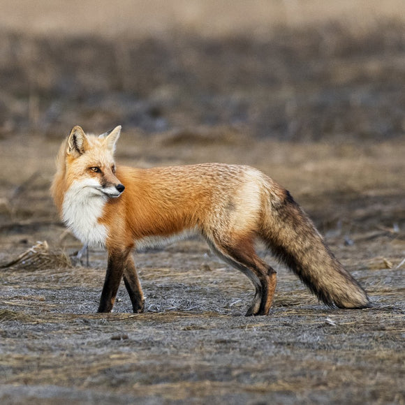 Red Fox