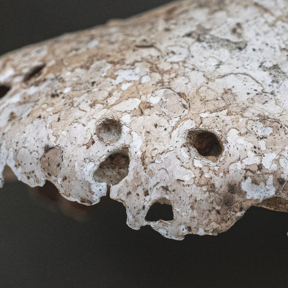 Birch Polypore