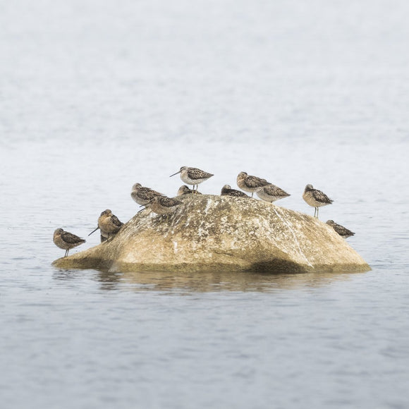 Short-billed Dowitcher