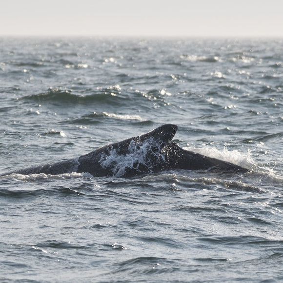 Humpback Whale