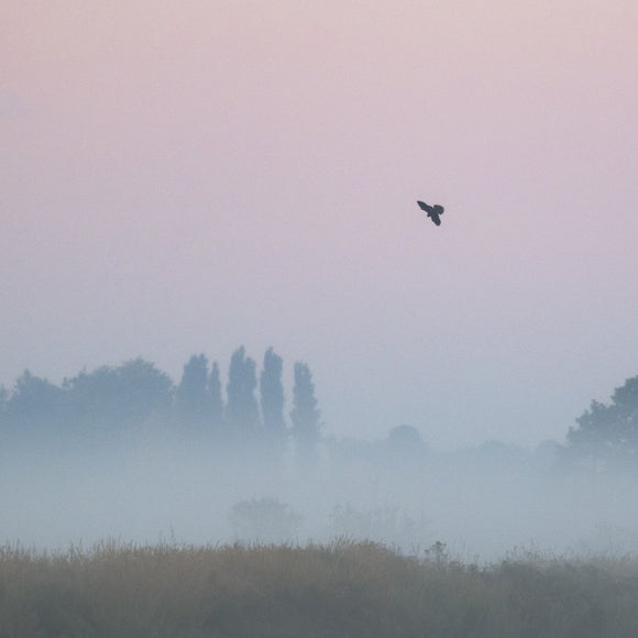 Peregrine Falcon