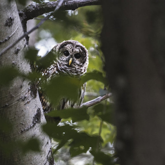 Barred Owl