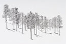 Can't see the forest...-1