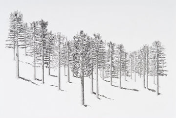 Can't see the forest...