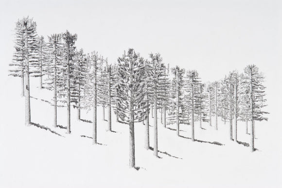 Can't see the forest...
