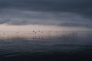 Lake Birds-1