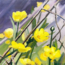 Buttercups-1