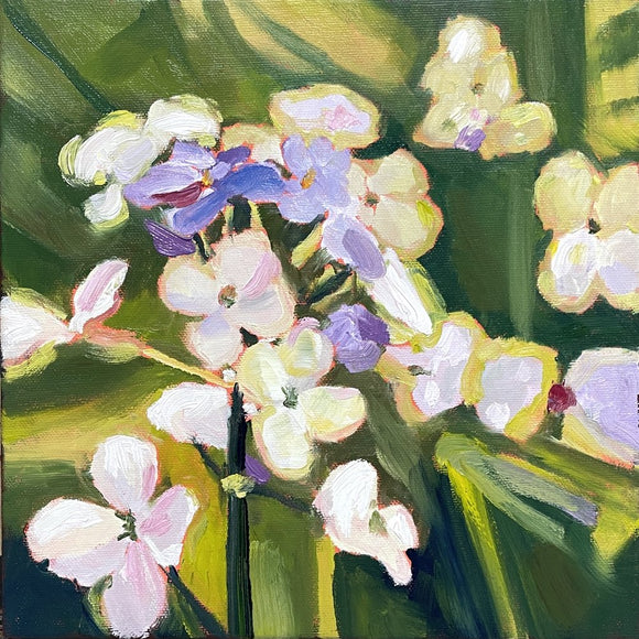 Summer Phlox