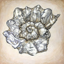 Shelled-1