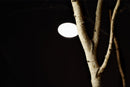 Interior Trees-1