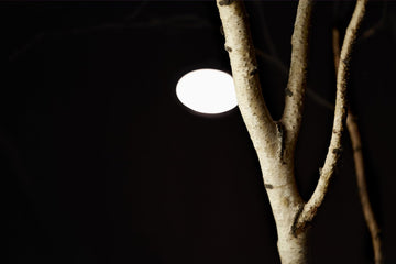 Interior Trees