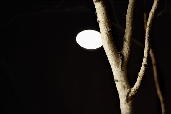 Interior Trees