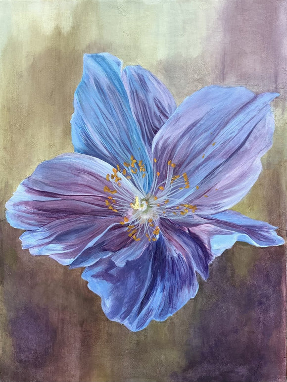 Himalayan Poppy