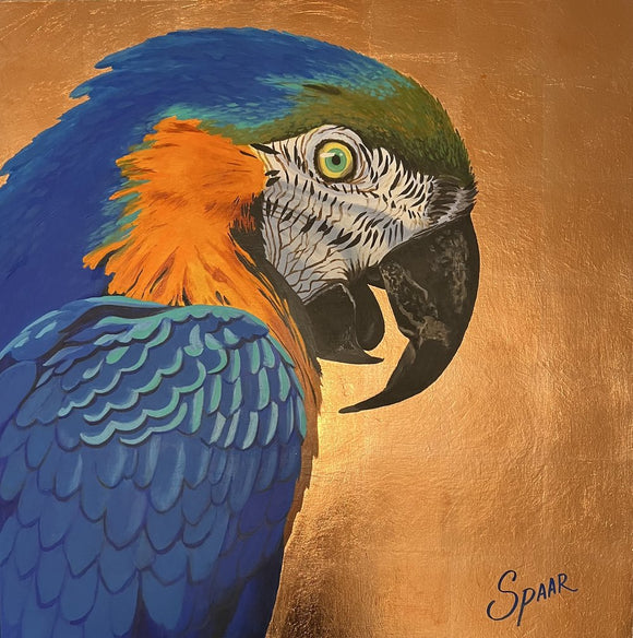 Macaw