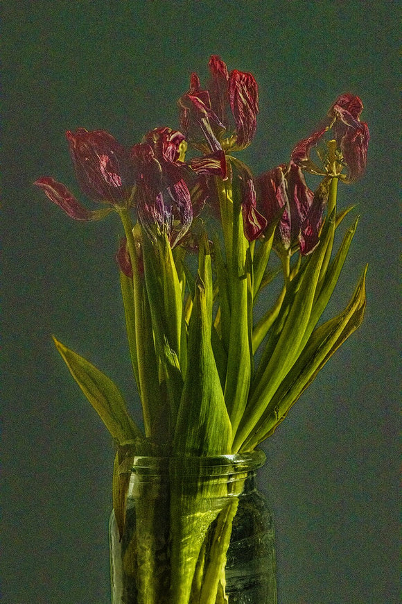 Fading Beauty