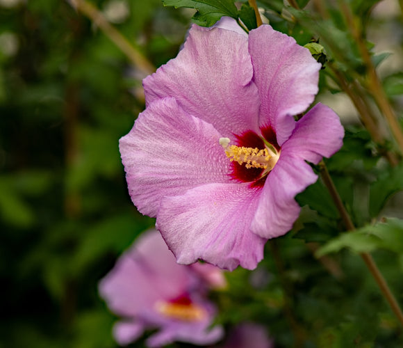Blushing Beauty