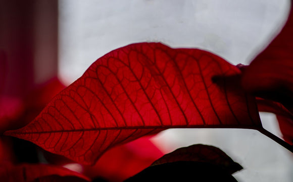 Crimson Capillaries