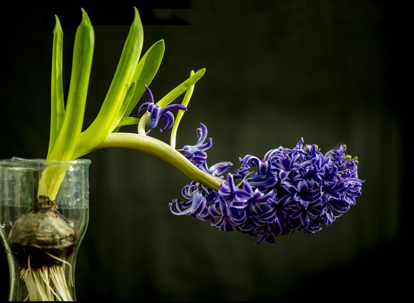 Purple Serenity
