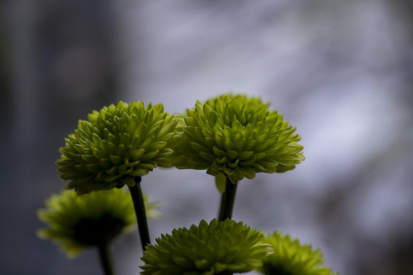 Emerald Whispers