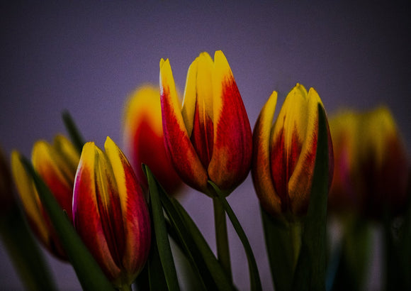 Tulips at Twilight
