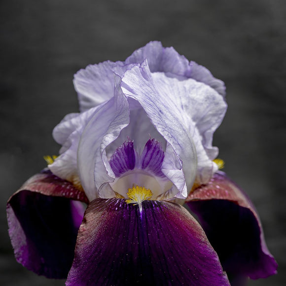 Dark Iris
