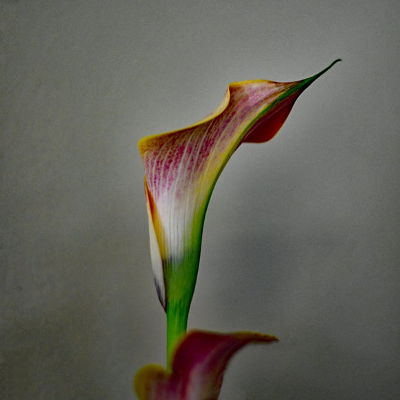 Calla Calliope