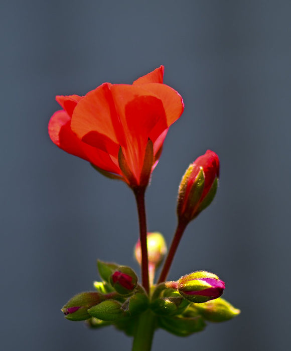 Scarlet Awakening