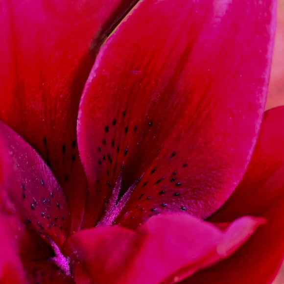 Exotic Blush