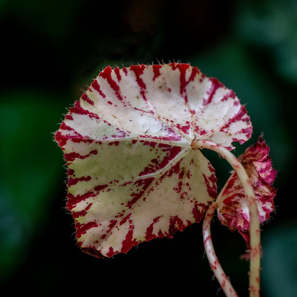 Ruby Veins