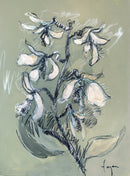 Orchid Essence: Stargazer-1