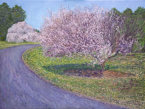 Cherry Blossom Road