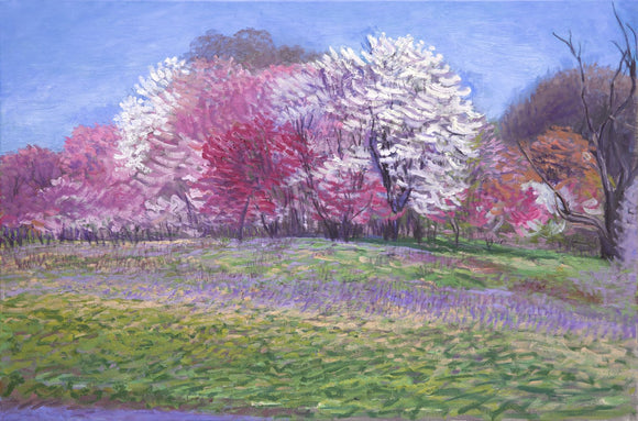 Cherry Blossom Hill